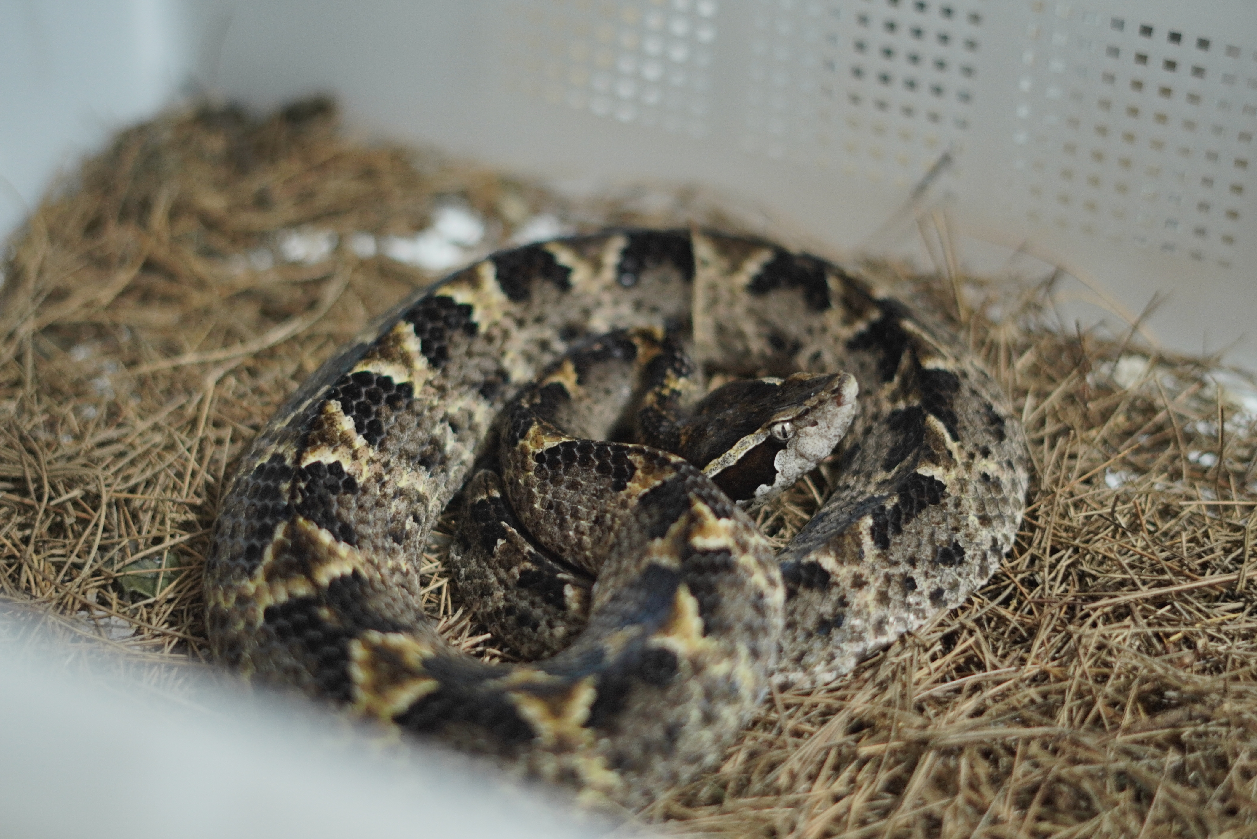 Venom Ular Tanah (Calloselasma rhodostoma)